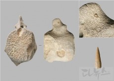 ‘고래뼈에 박힌 사슴뿔 작살촉’국..